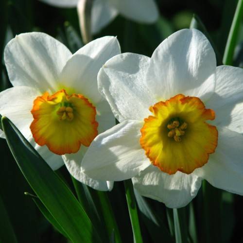 white flowers with orange-yellow center, yellow anthers, green leaves and stems
