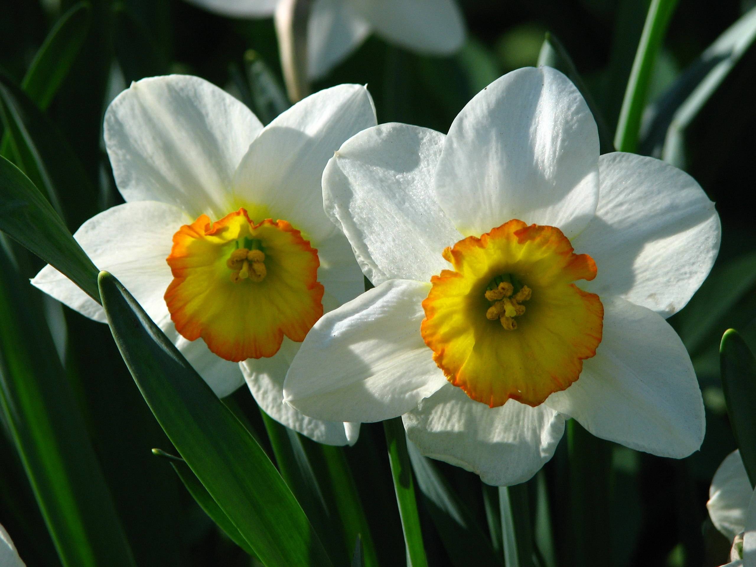 white flowers with orange-yellow center, yellow anthers, green leaves and stems