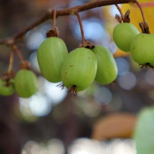 Brown-red stems with low-hanging green fruit.