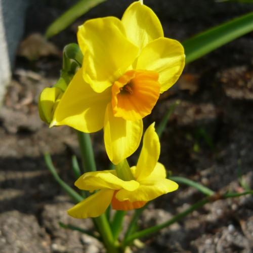 Yellow flower with orange center and stigma, orange anthers, lime petiole, green sepals, leaves and stems