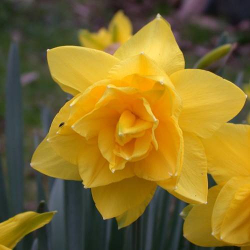 yellow flowers with dark-green leaves and stems