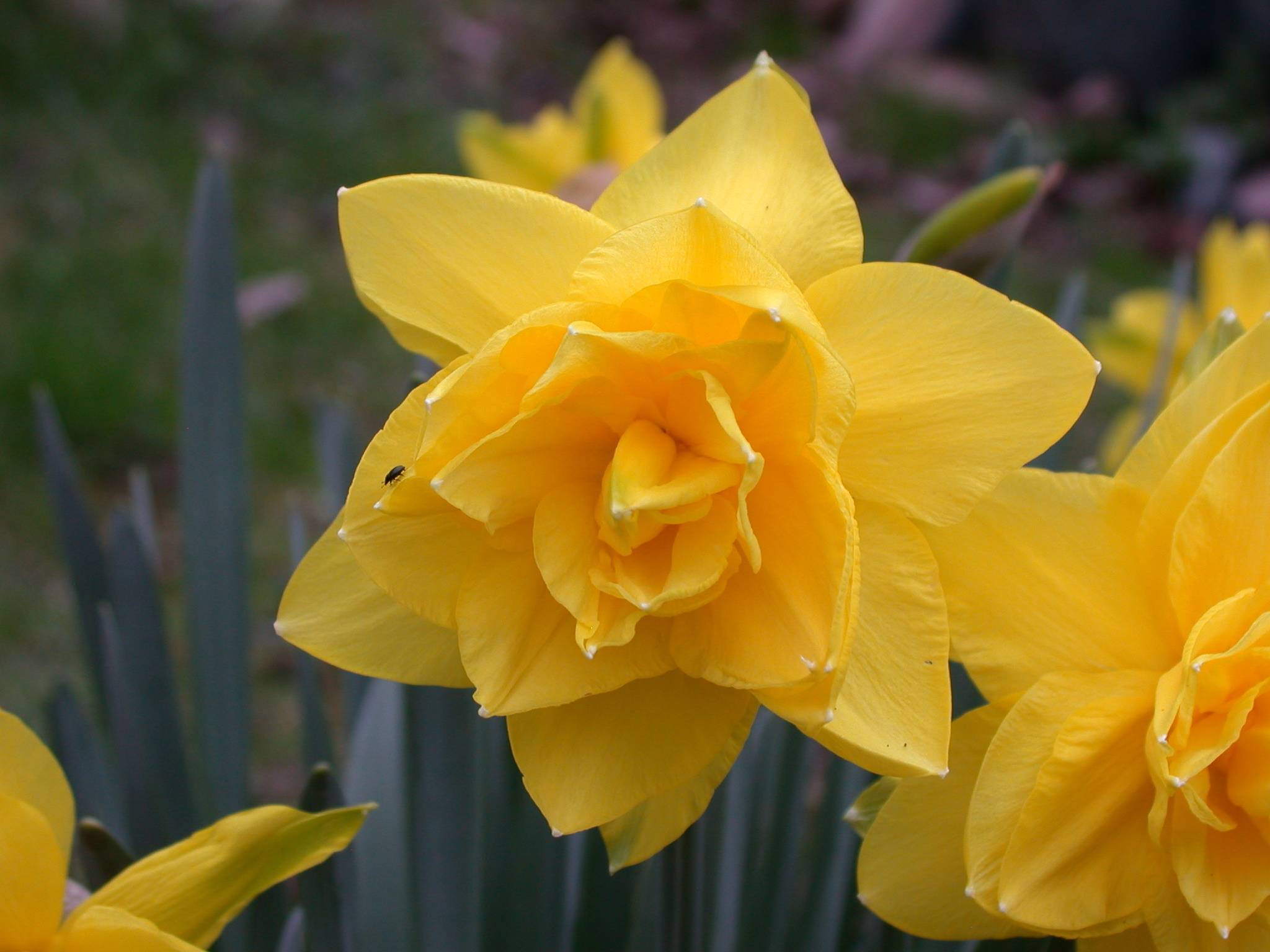 yellow flowers with dark-green leaves and stems