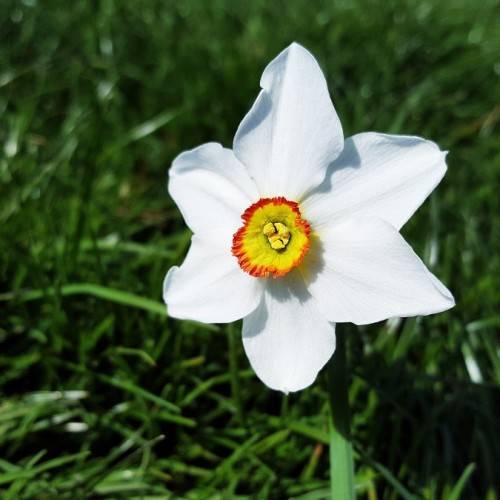 a white flower with red-yellow center, yellow anthers, green leaves and stems