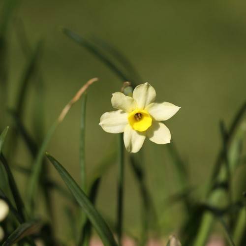 Narcissus 'Minnow': white-yellow flower with yellow corona, long, dark-green, slender stems, and long, dark-green, narrow leaves