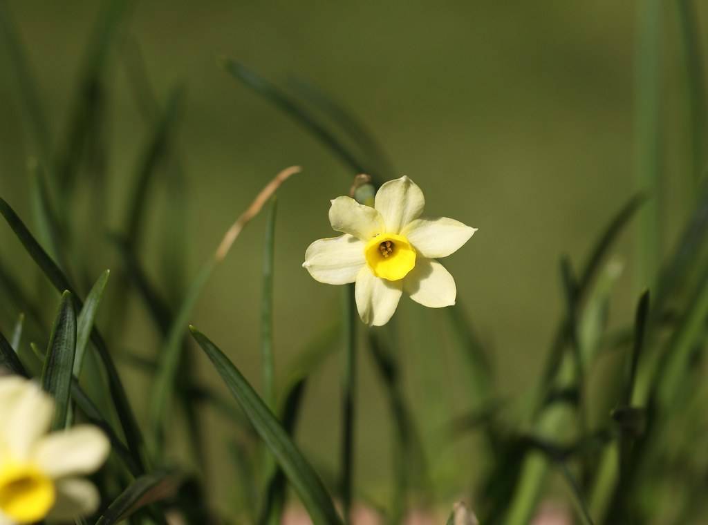 Narcissus 'Minnow': white-yellow flower with yellow corona, long, dark-green, slender stems, and long, dark-green, narrow leaves
