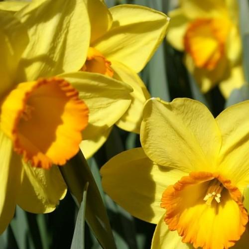 Yellow flower with orange center, green leaves yellow stigma, style and stamen