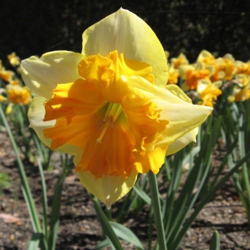 Yellow flower with orange center, yellow stigma, style, yellow-brown anthers , yellow-lime filament, green stema and leaves.