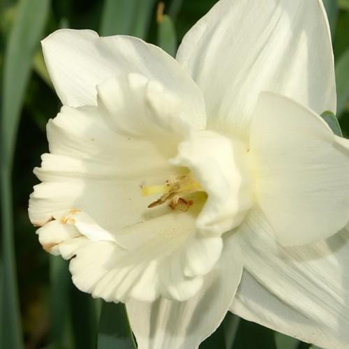 Off-white flower with yellow stigma and style, brown anthers off-white filaments and green leaves.