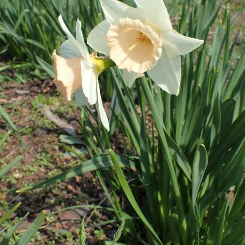 White flower with light-beige center, off-white stigma and style, brown anthers, off-white filaments, lime-green petiole, green leaves and stems.