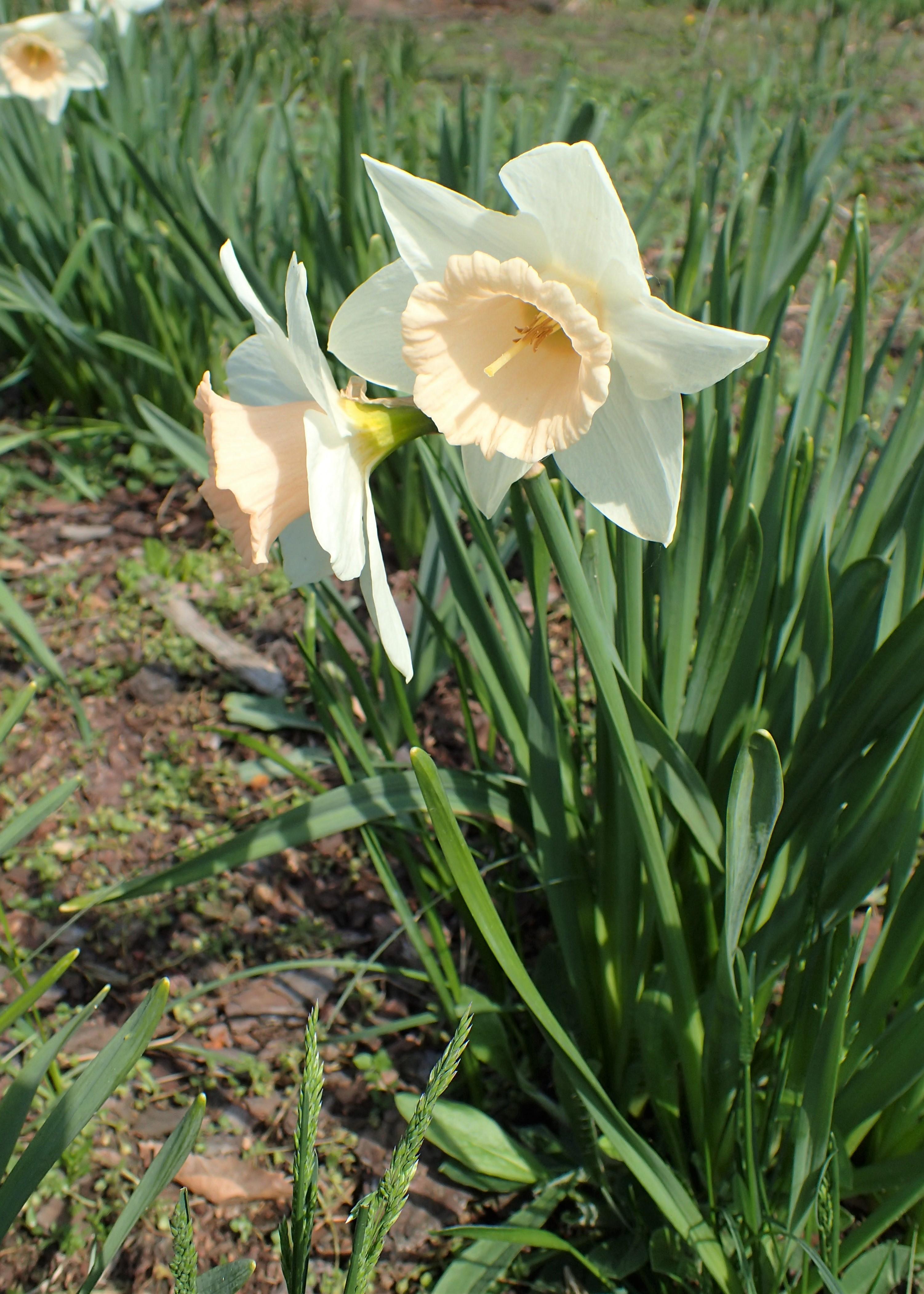 White flower with light-beige center, off-white  stigma and style, brown anthers, off-white filaments, lime-green petiole, green leaves and stems. 