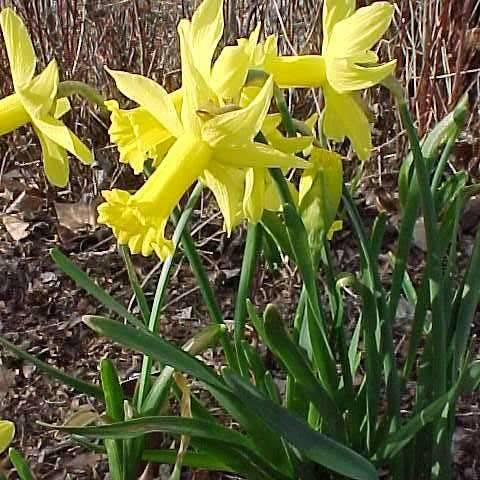 yellow flowers with yellow, tubular corona, dark-green, narrow leaves, and dark-green, slender stems