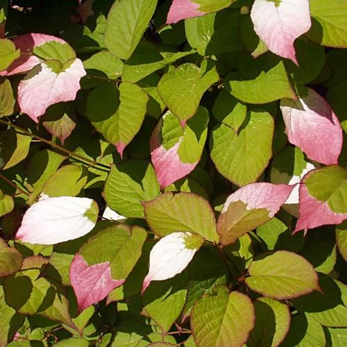 olive-pink leaves with pink-brown stems