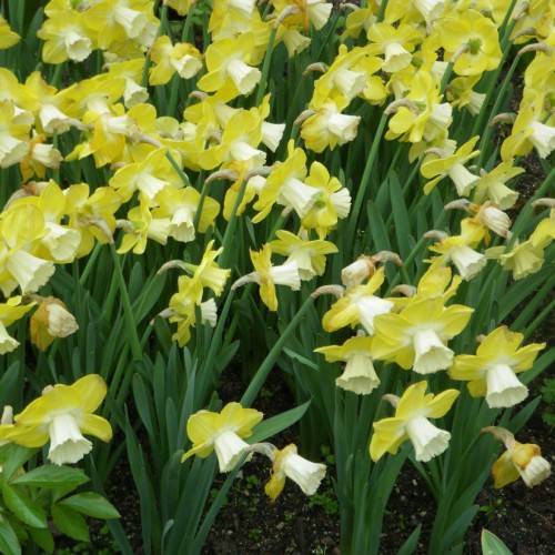 yellow-white flowers with green leaves and stems