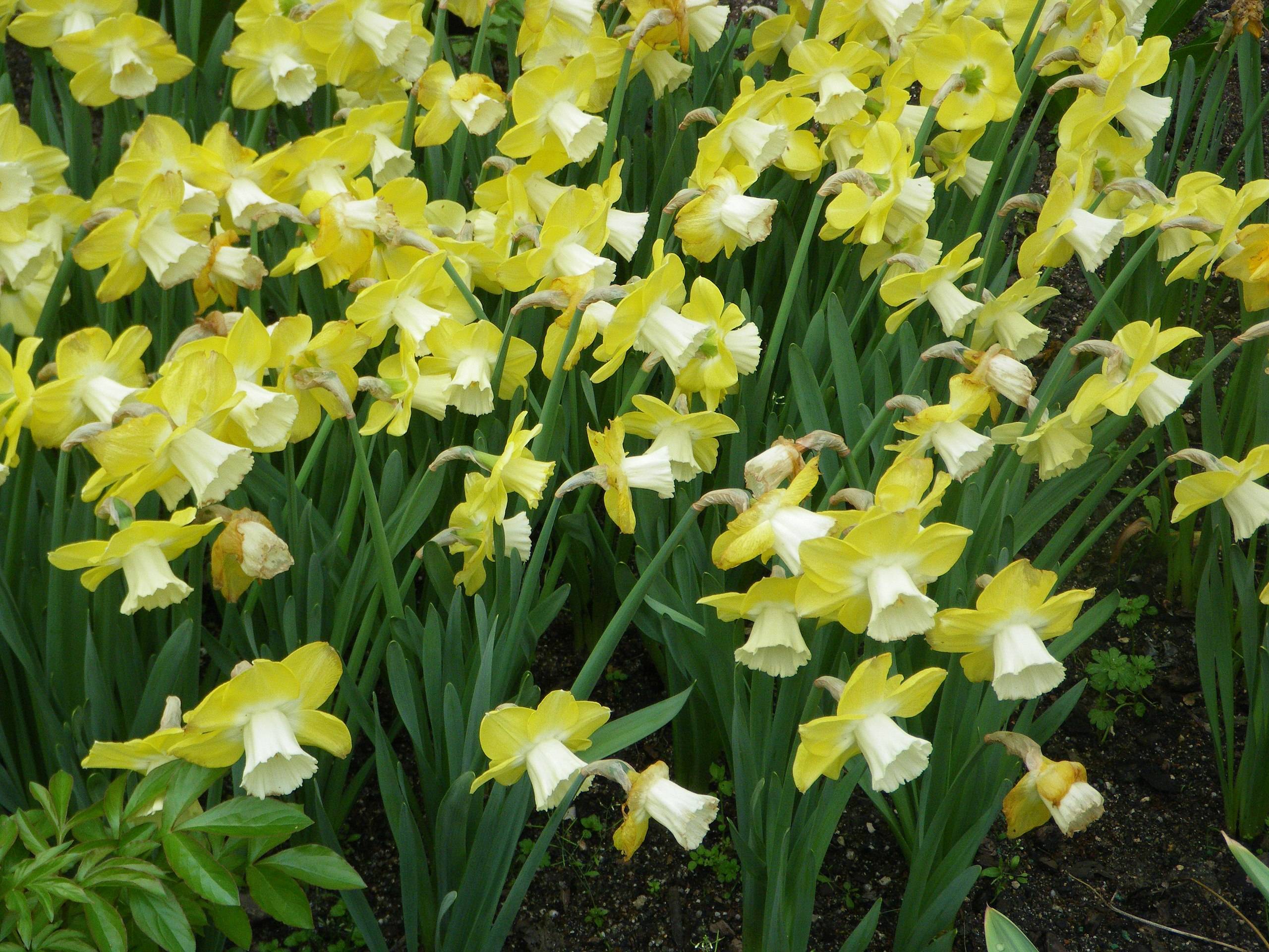 yellow-white flowers with green leaves and stems