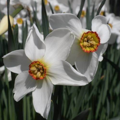 bright-white flower with champion-brown, cup-like corona, champion-colored stamens, and gray-green, long, narrow leaves
