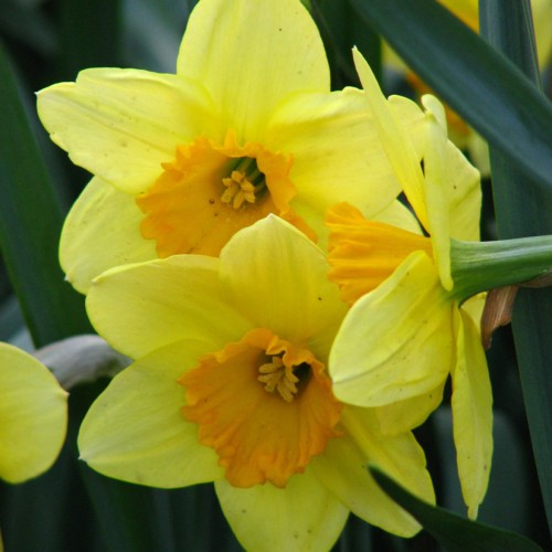 Yellow flowers with gold center, yellow anthers and stigma, green leaves, lime filaments and stems