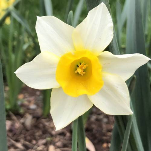 white flower with yellow center, yellow anthers, green leaves and stems