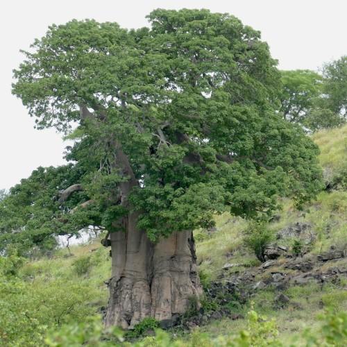 Tree with a tremendous gray-brown trunk, splitting in beautiful gray-brown branches that are full of green leaves.
