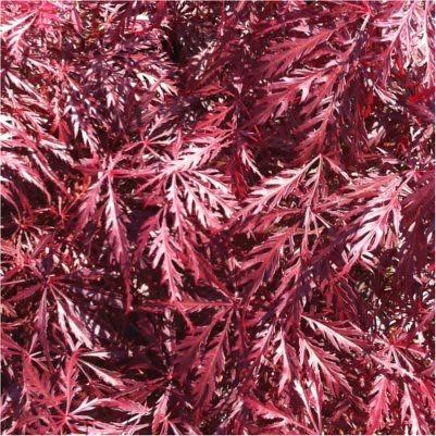 Red-white leaves growing out of red stems.