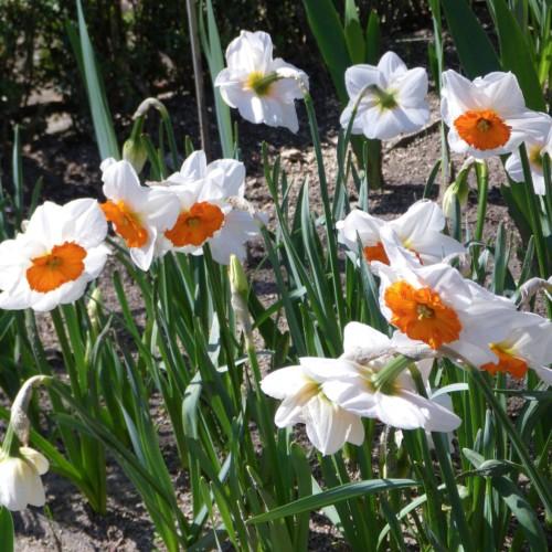 White flowers with orange center, lime-yellow stigma and anthers, lime-yellow petiole and buds, green stems and leaves.