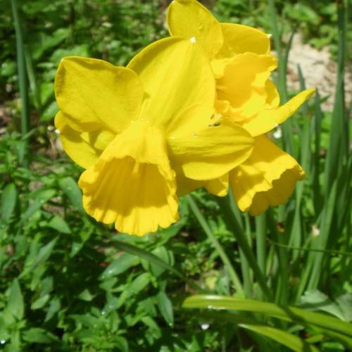 bright-yellow flowers with lush-green leaves and stems