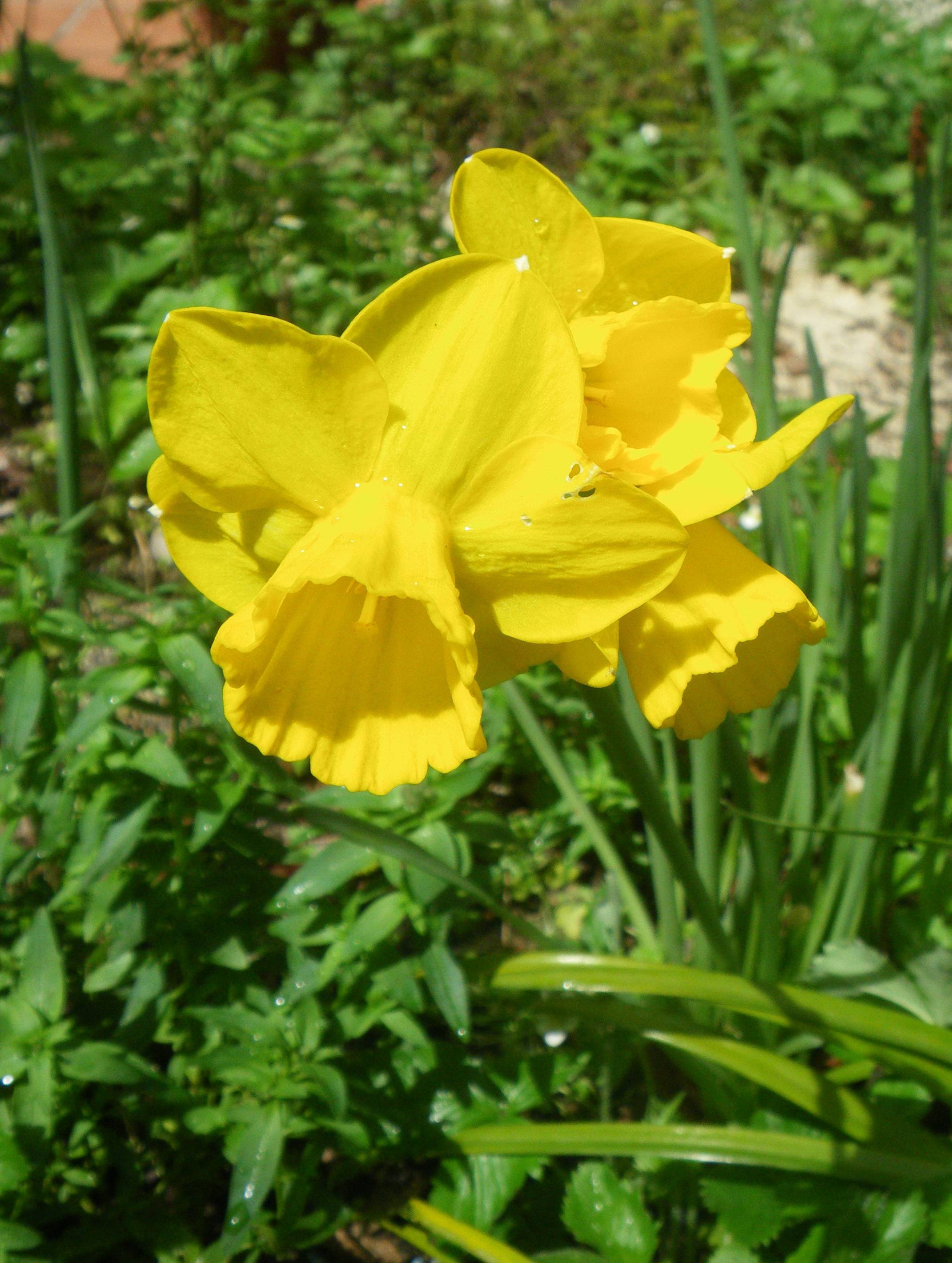 bright-yellow flowers with lush-green leaves and stems