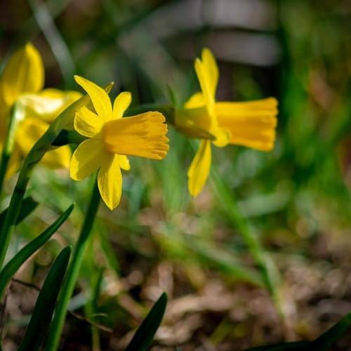 Yellow flowers with green leaves and stems.