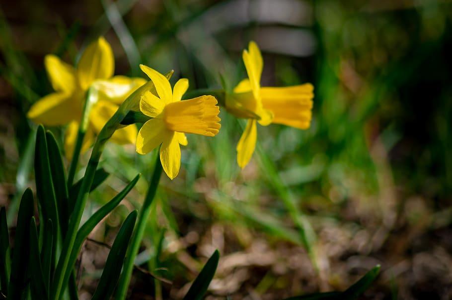 Yellow flowers with green leaves and stems.