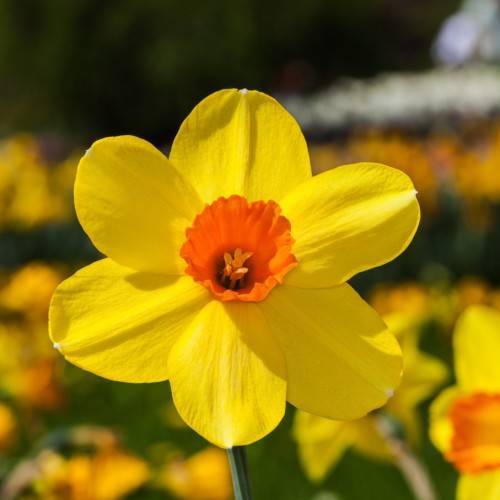 bright-yellow flowers with orange center, orange anthers on green stem