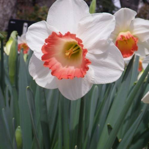 white flowers with peach-red center, white filaments, orange anthers, dark-green leaves and stems