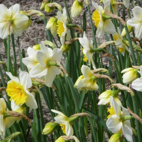 white-yellow flowers with light-brown sepals, green leaves and stems