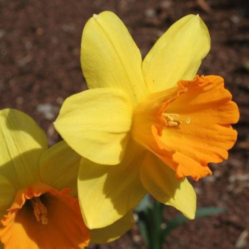 yellow-orange flowers with yellow stamens, green leaves and stems