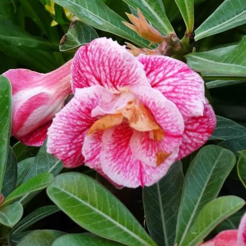 Delicate pink-white flowers and glossy green leaves.
