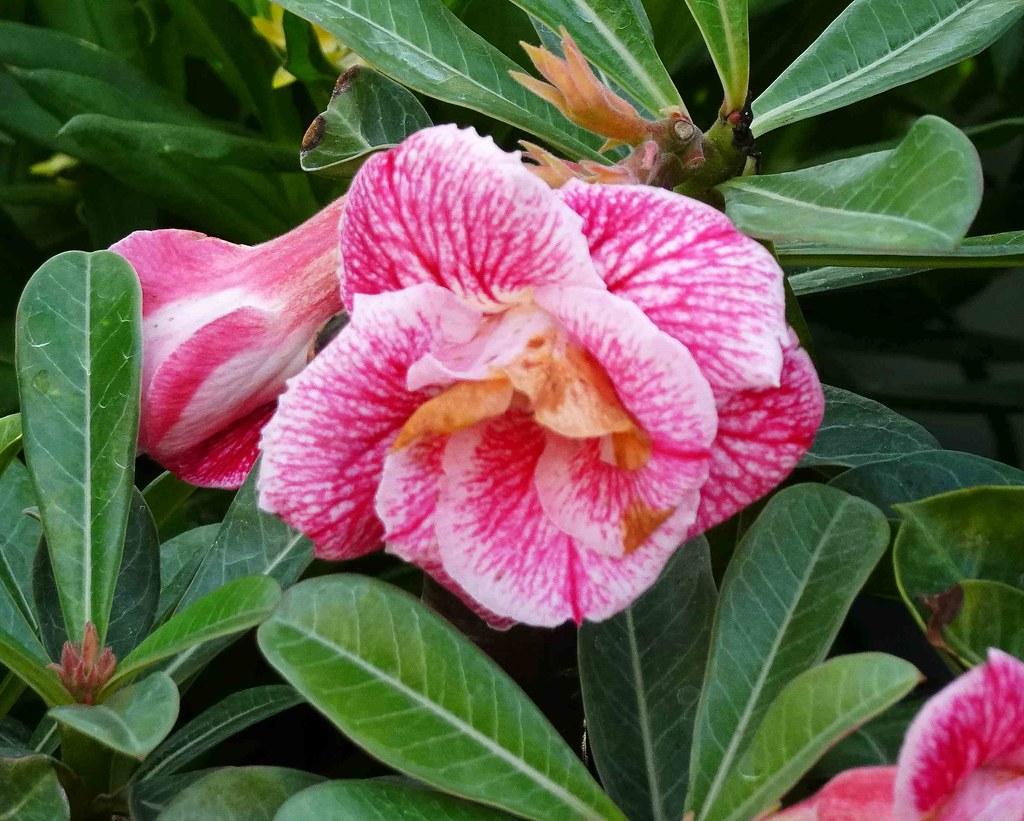 Delicate pink-white flowers and glossy green leaves.