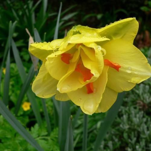 yellow-orange flowers with dark-green leaves and stems