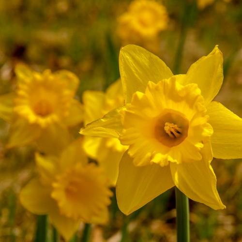 Yellow flower and stamen, green stem.