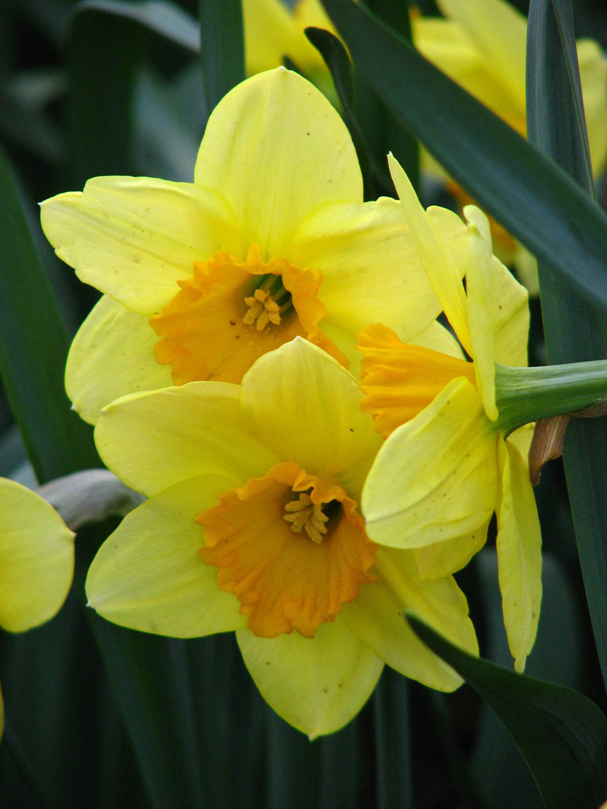 yellow flowers with light-orange center, lime filaments, yellow anthers, dark-green leaves and stems