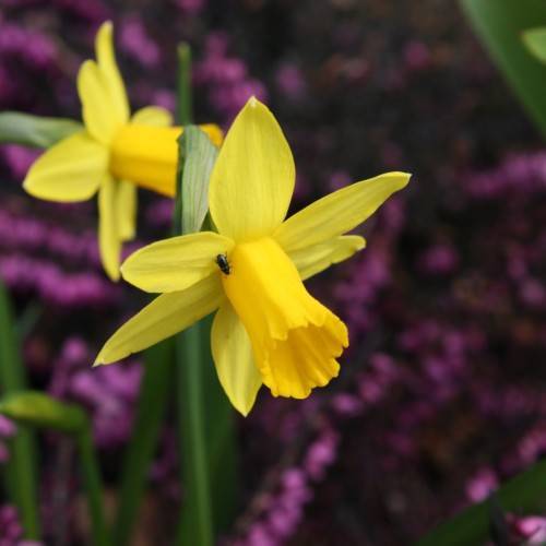 yellow flowers with dark-green leaves and stems