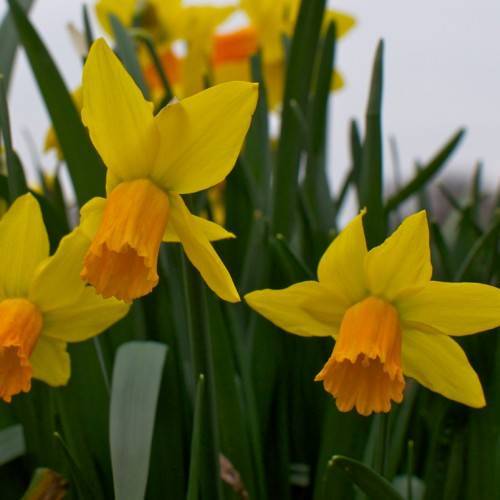 yellow-orange flowers with dark-green leaves and stems