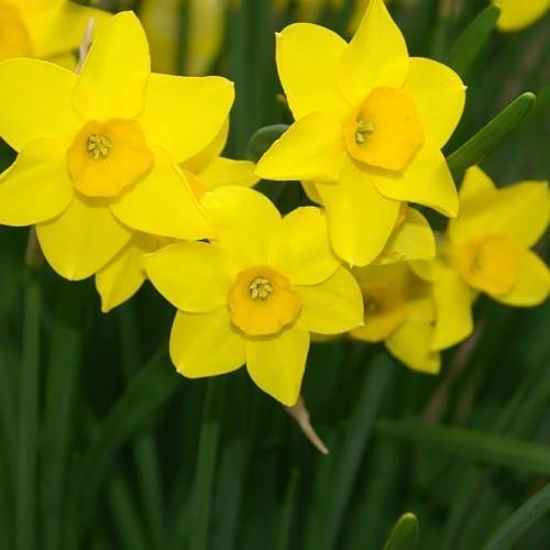 bright-yellow flowers with yellow stamens, dark-green leaves and stems