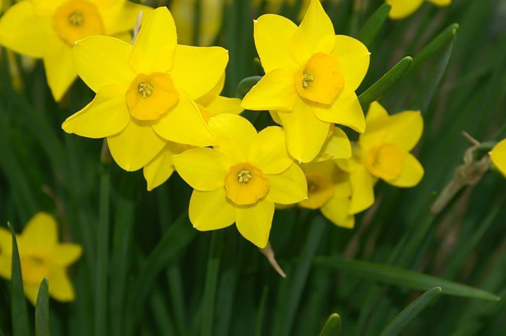 bright-yellow flowers with yellow stamens, dark-green leaves and stems