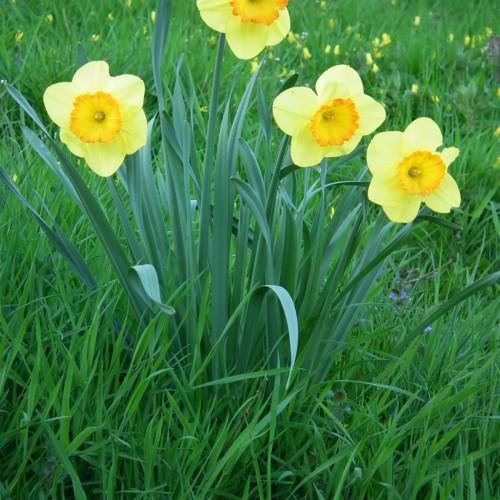 Yellow flowers with orange center, yellow stigma and anthers, green stems and leaves.