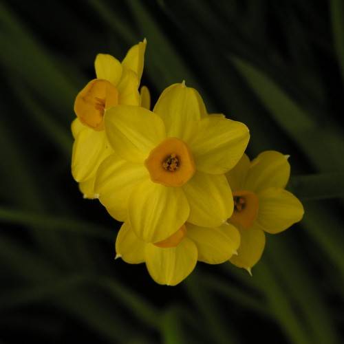 yellow-orange flowers with peach stamens, green leaves and stems
