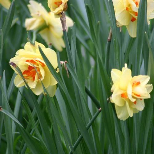 yellow-orange, rose-like flowers with bluish-green, slender stems, and narrow, bluish-green, long leaves