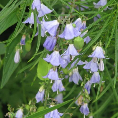 blue-white flowers and lime fruit with green leaves and stems