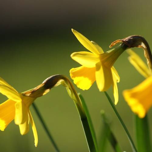 bright-yellow flowers with yellow, cup-like corona, dark-green, narrow leaves, and dark-green, slender stems