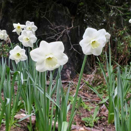 bright-white flowers with yellow-white, cup-like corona, bluish-green, slender stems, and narrow, bluish-green, long leaves