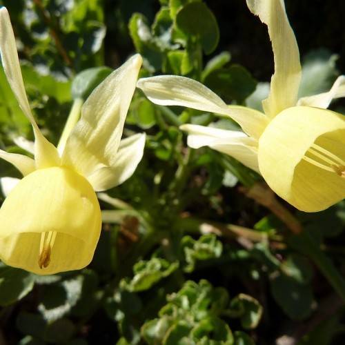 creamy-yellow flowers with cup-like corona, creamy, long stamens, and small, green, long leaves
