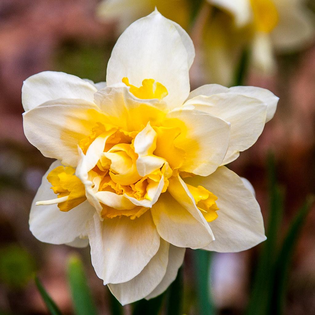 White flower with stigma, white style, yellow center 