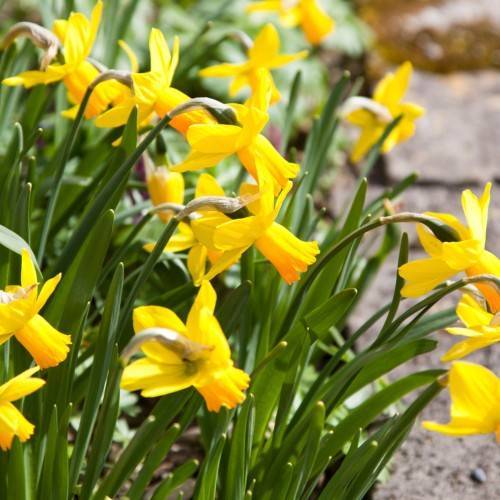 yellow flowers with silver sepals, green leaves and stems